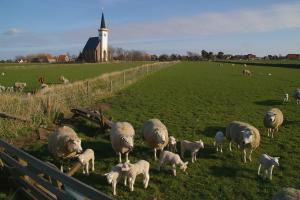 Schafe bei Den Hoorn (Foto: SytskeDijksen)