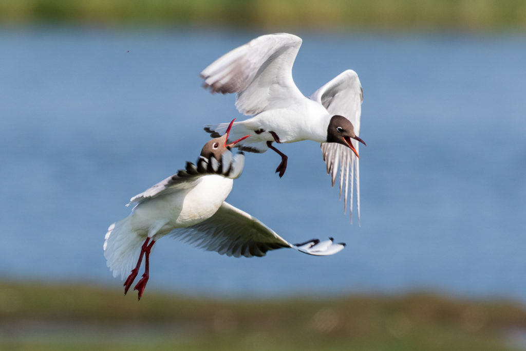 Vogelinsel Texel