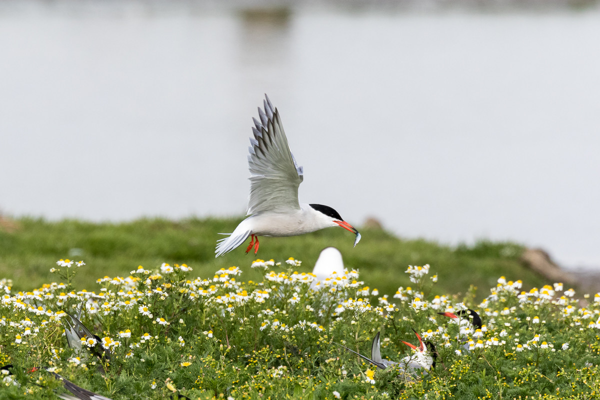 Vogelinsel Texel
