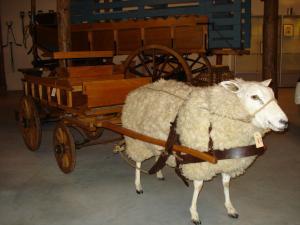Schafe im Museum: kulturhistorische Einblicke für Urlauber. (Foto: Annette Barhorst)