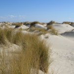 Ferienwohnung auf Texel