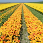 Ferienwohnung auf Texel