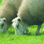 Ferienwohnung auf Texel