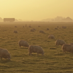 Ferienwohnung auf Texel