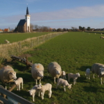 Ferienwohnung auf Texel