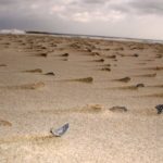 Ferienwohnung auf Texel