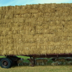 Ferienwohnung auf Texel