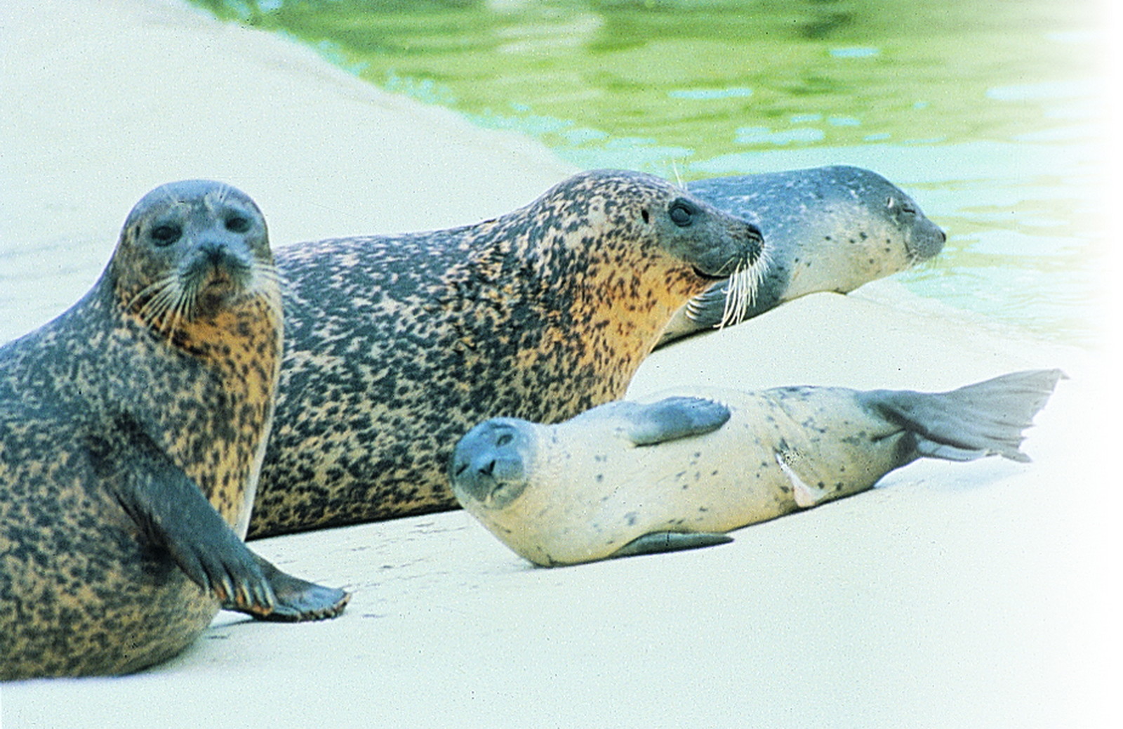 Erlebnis für die ganze Familie Urlaub auf Texel