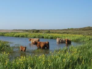 Ferienwohnung auf Texel