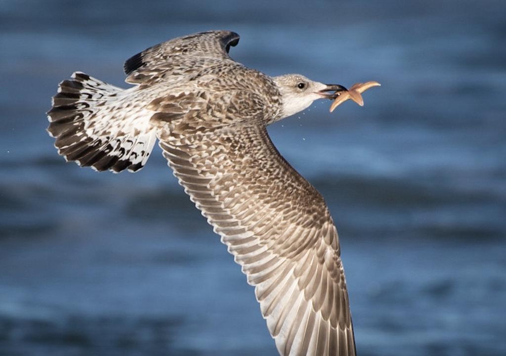 Ferienwohnung auf Texel
