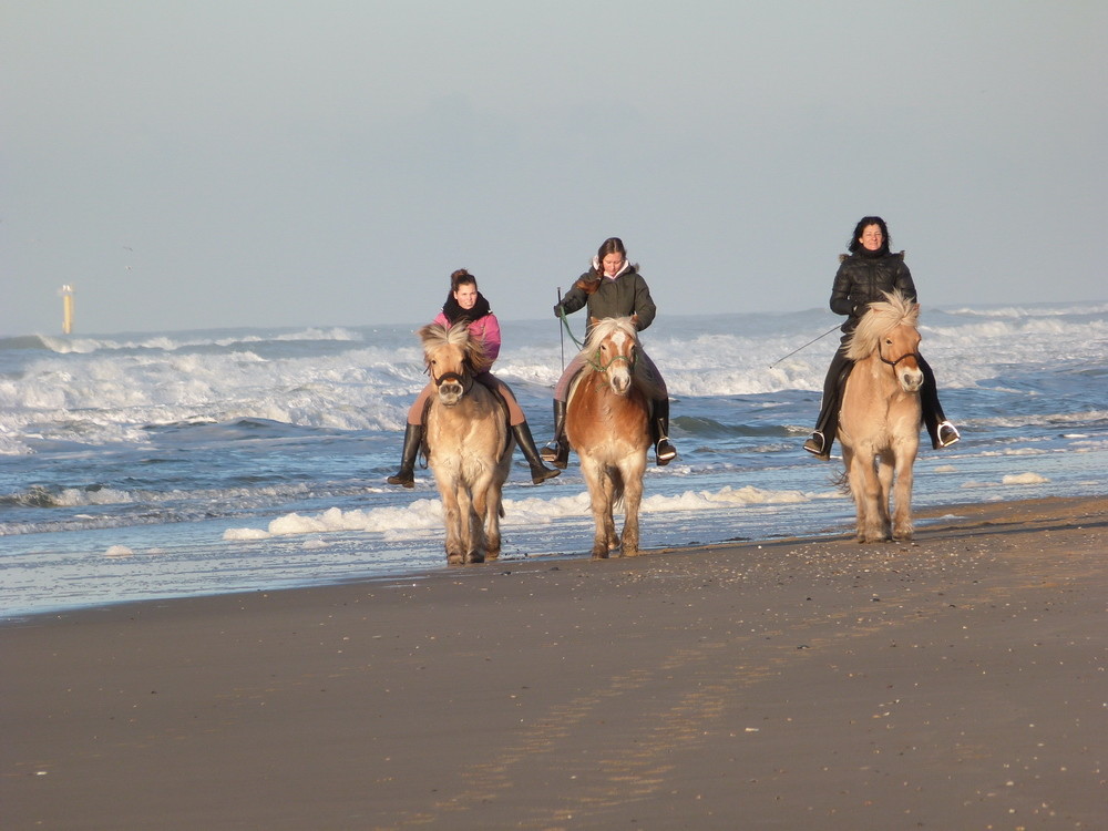 Texel: Ferienwohnungen von privat Ferienwohnung auf Texel