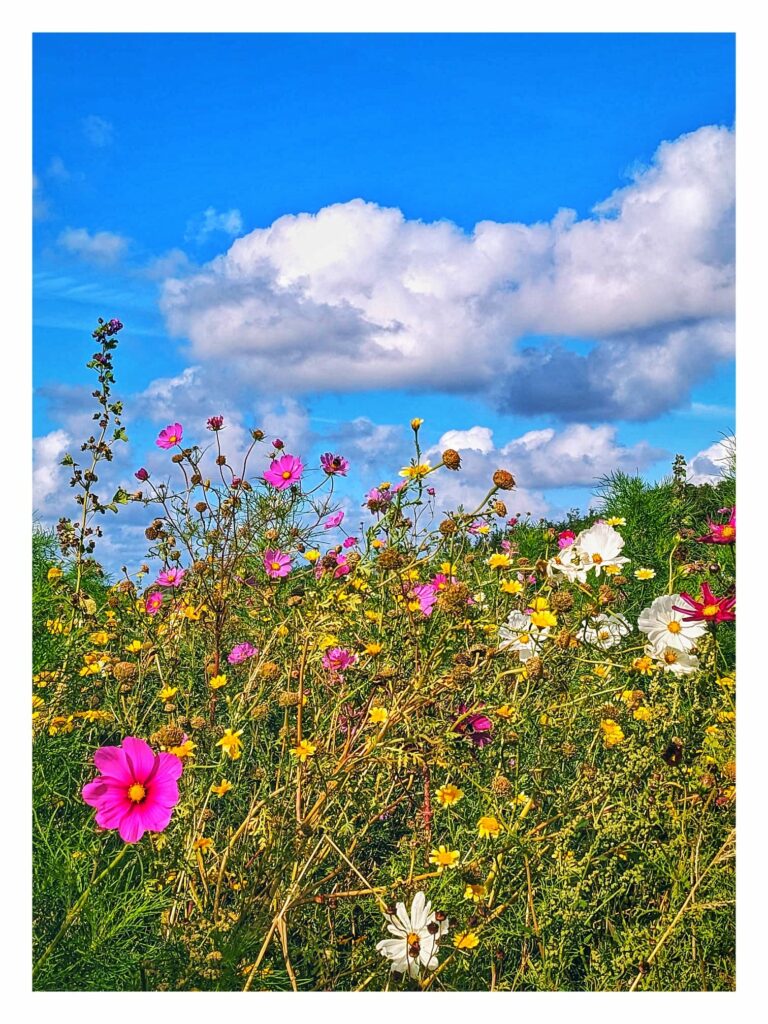 Ferienwohnung auf Texel